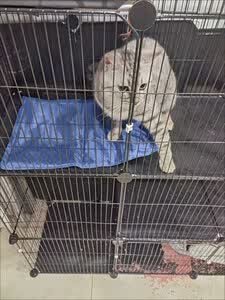 customer review image of cat resting on cooling mat during hot weather