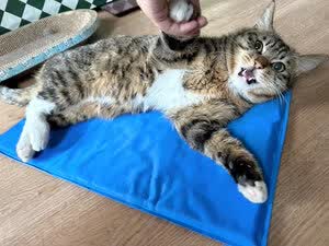 customer photo showing pet cooling mat used at home for everyday comfort