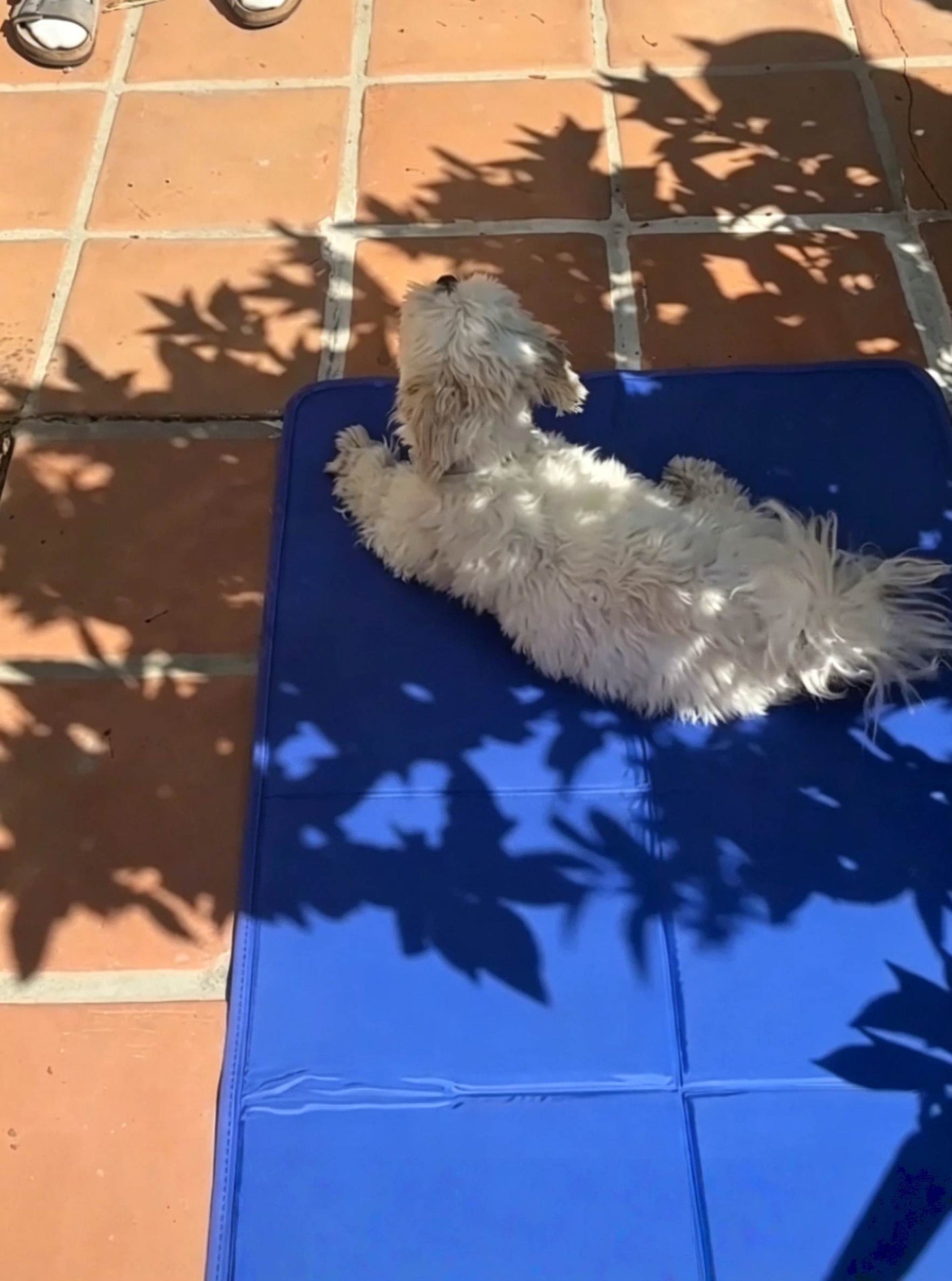 user review image of pet cooling mat providing heat relief in summer